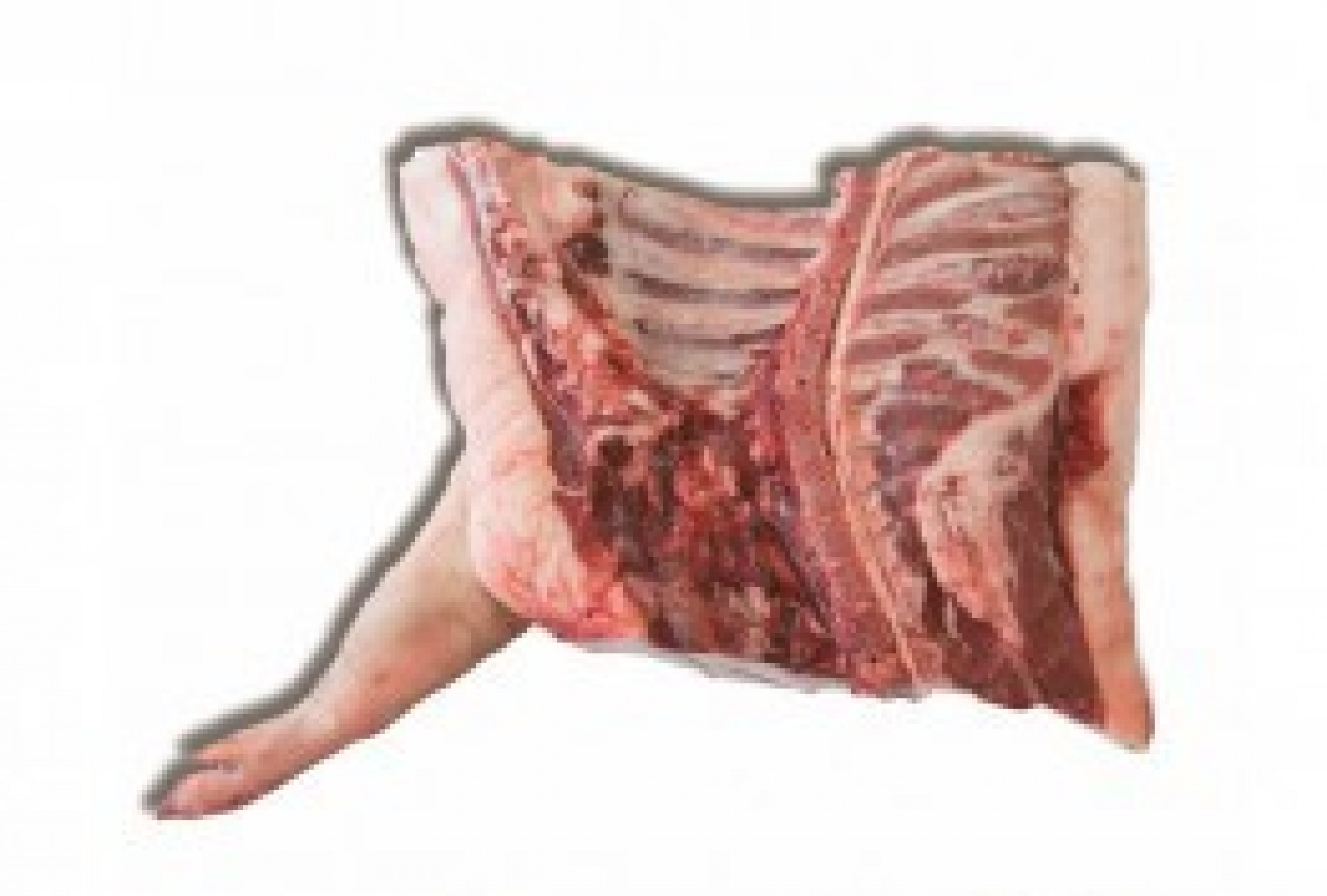 Spalla s/o di suino Mangalitza