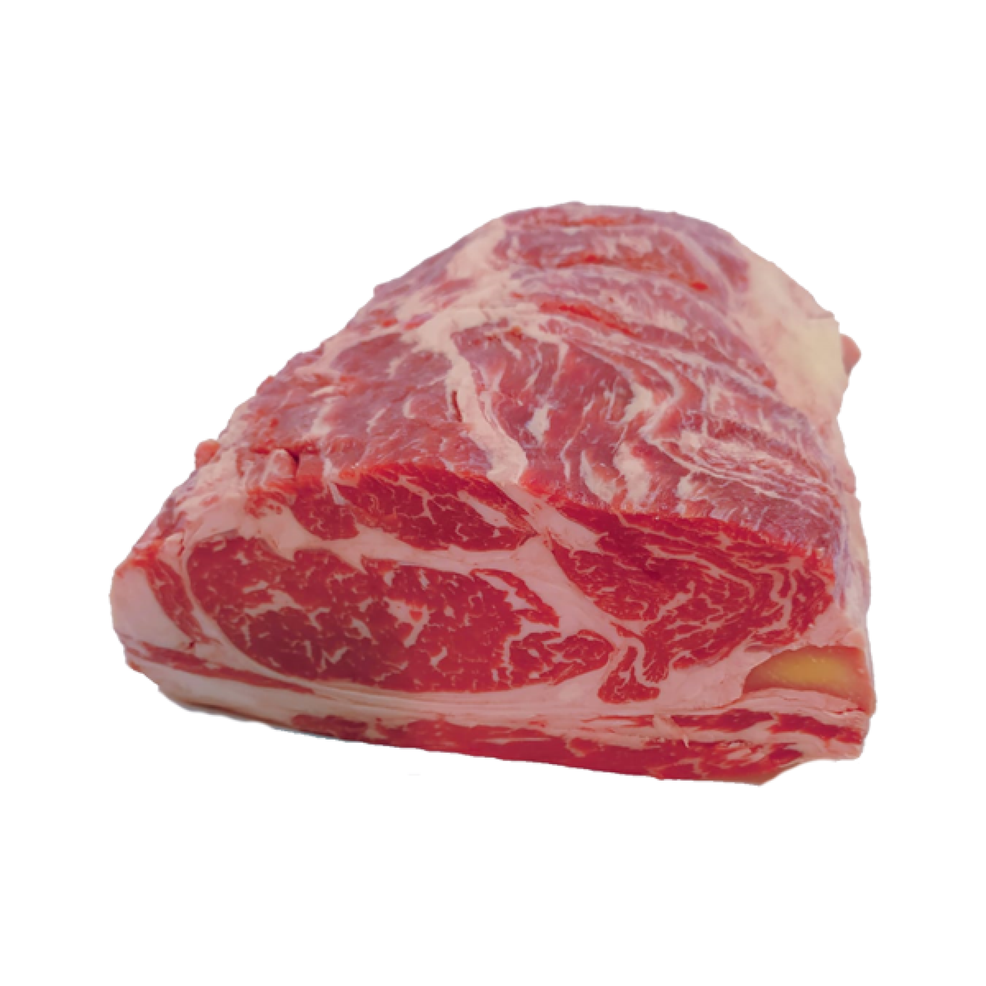 Reale squadrato di  incrocio angus  "Marango"