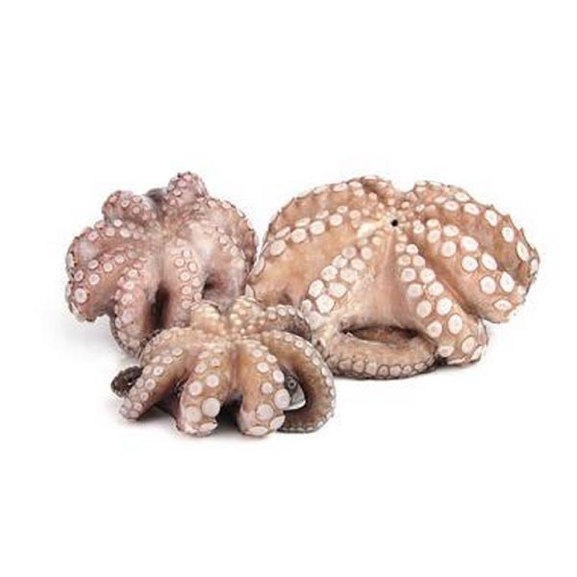 Polpo crudo arricciato congelato