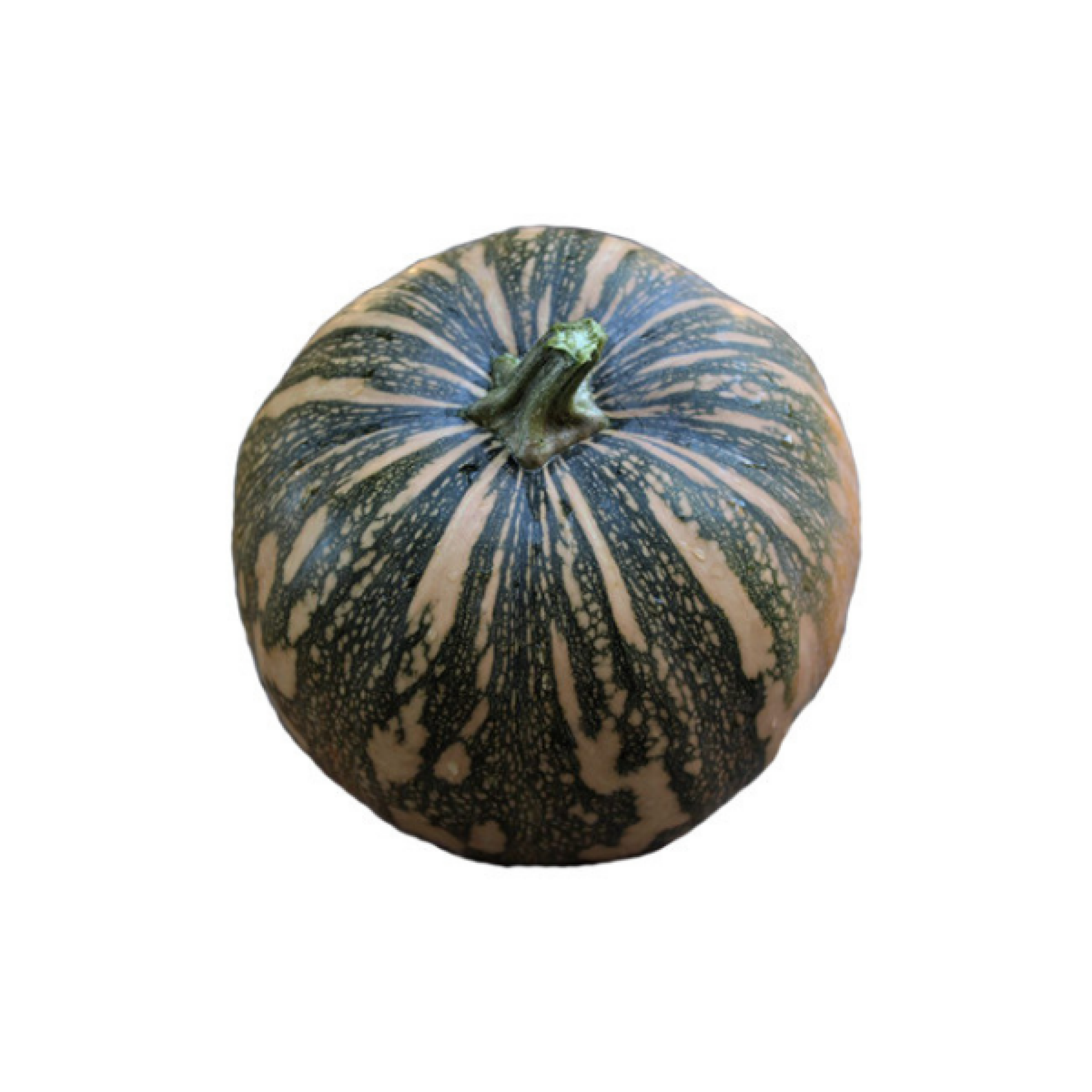 Zucca Asterix  "Vecchia Piscina"