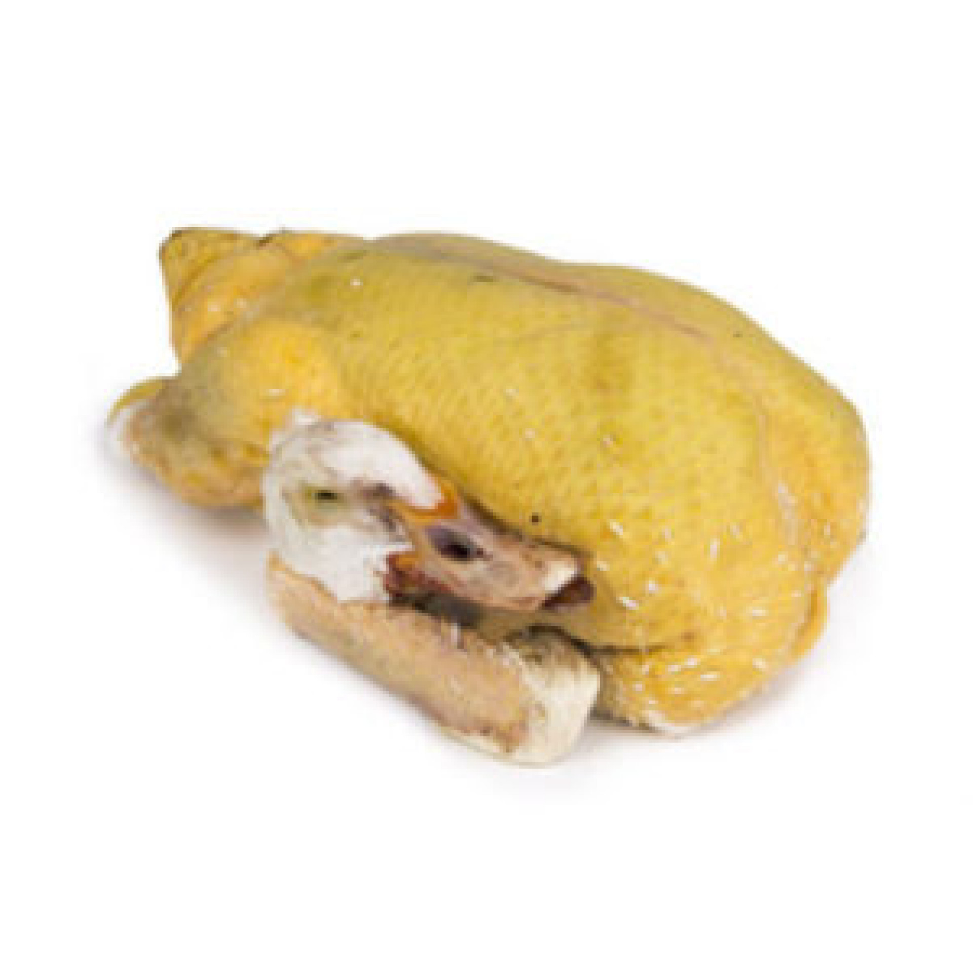 Anatra allevata all'aperto c/o da 2,3 kg ca