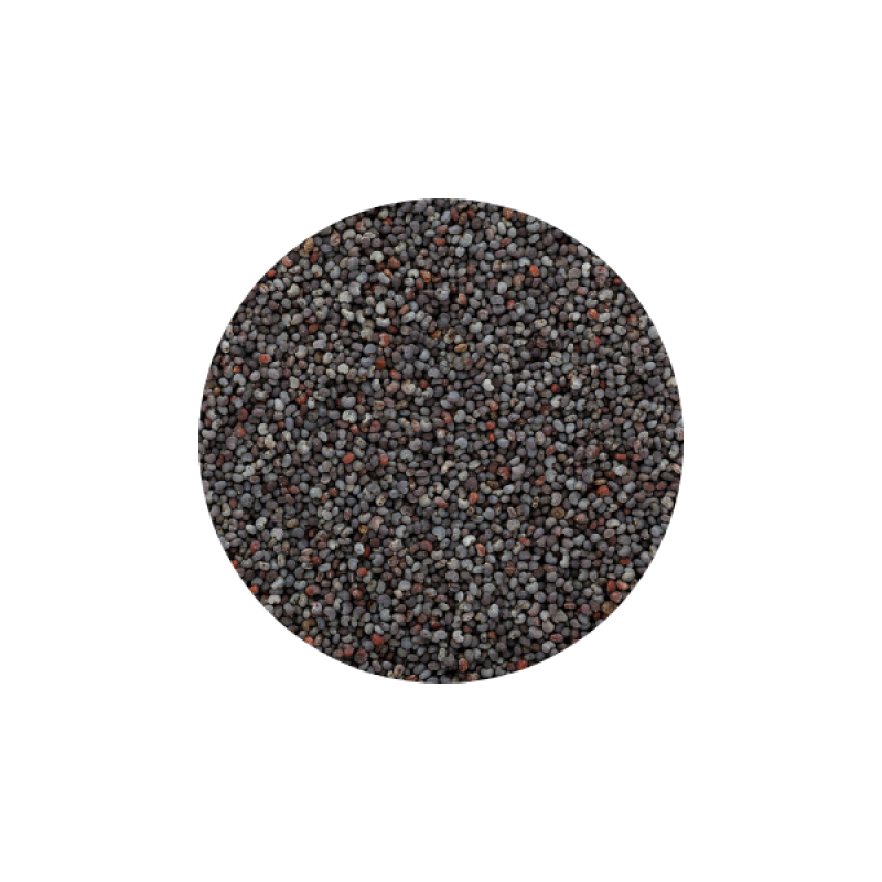 Semi di papavero blu della Turchia