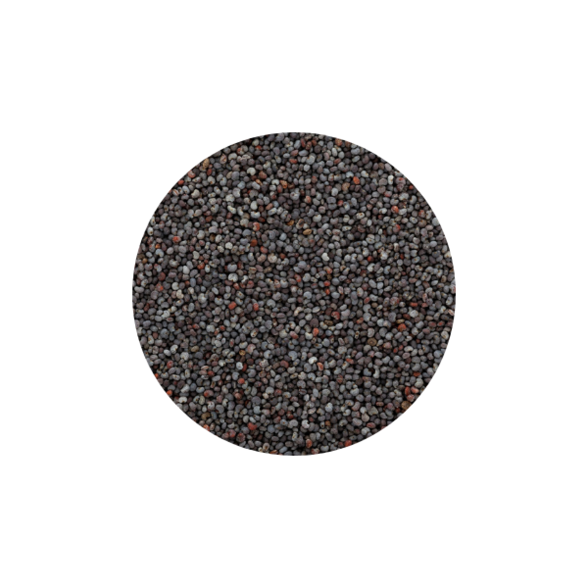 Semi di papavero blu della Turchia