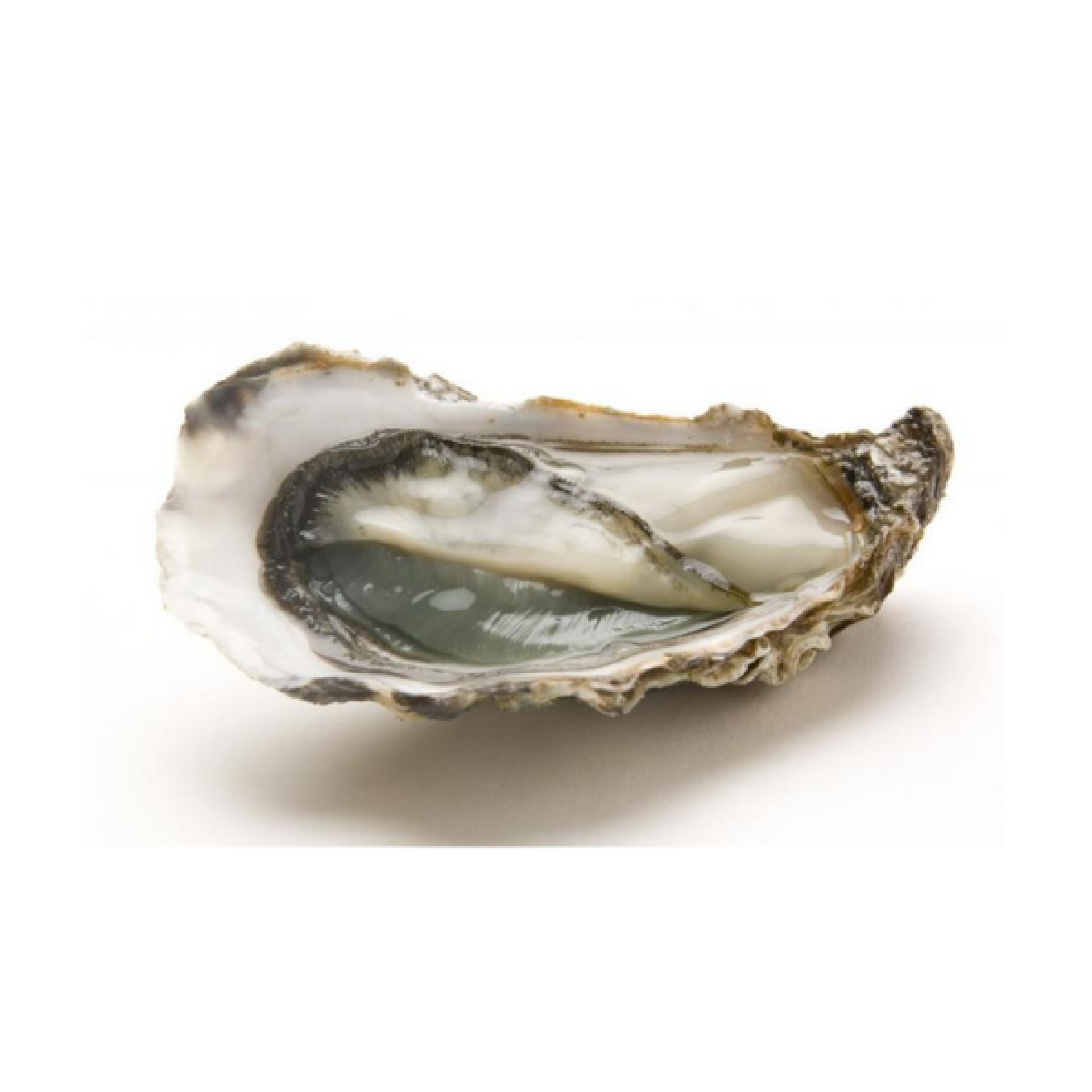 OSTRICA SPECIAL FLEUR DES EAUX MARENNE OLERON “LE PETIT MATARET” CAL. 3