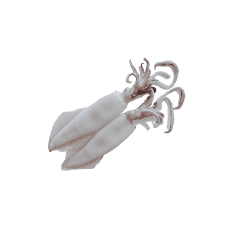 Calamaro mediteranneo congelato 20-30 cm incartato singolarmente