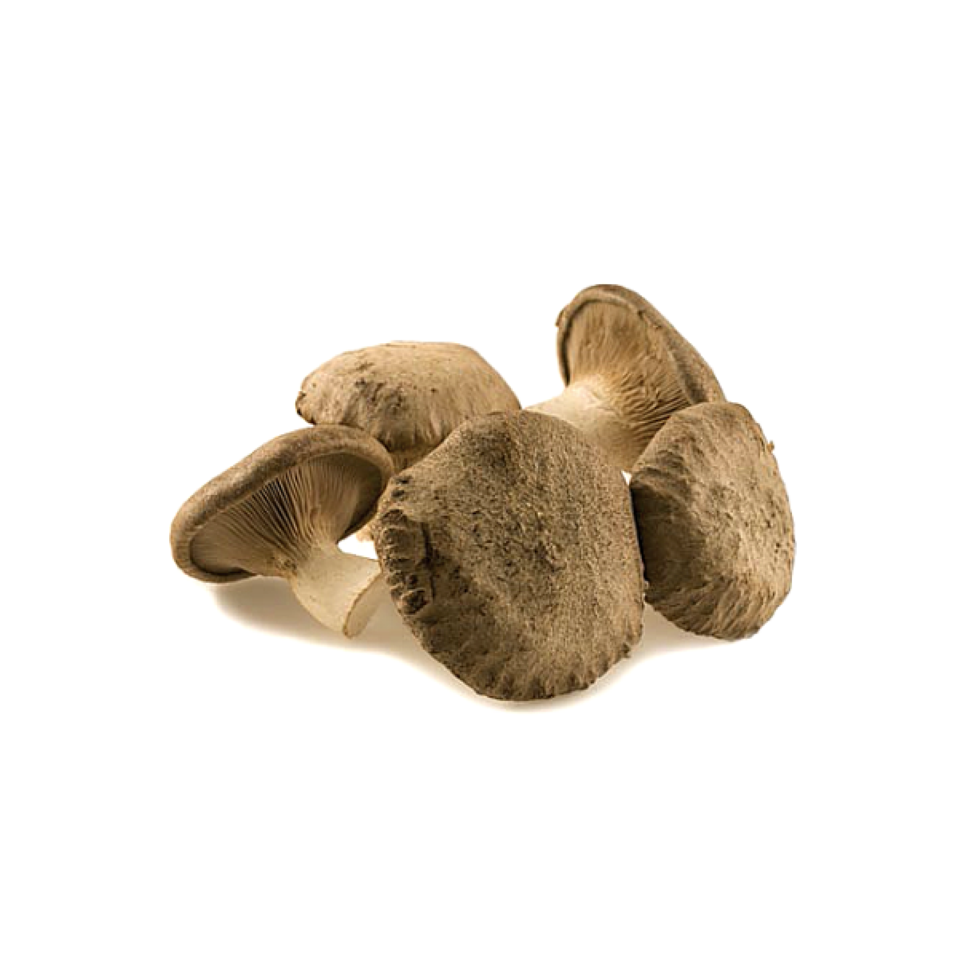 Funghi cardoncelli in cassetta