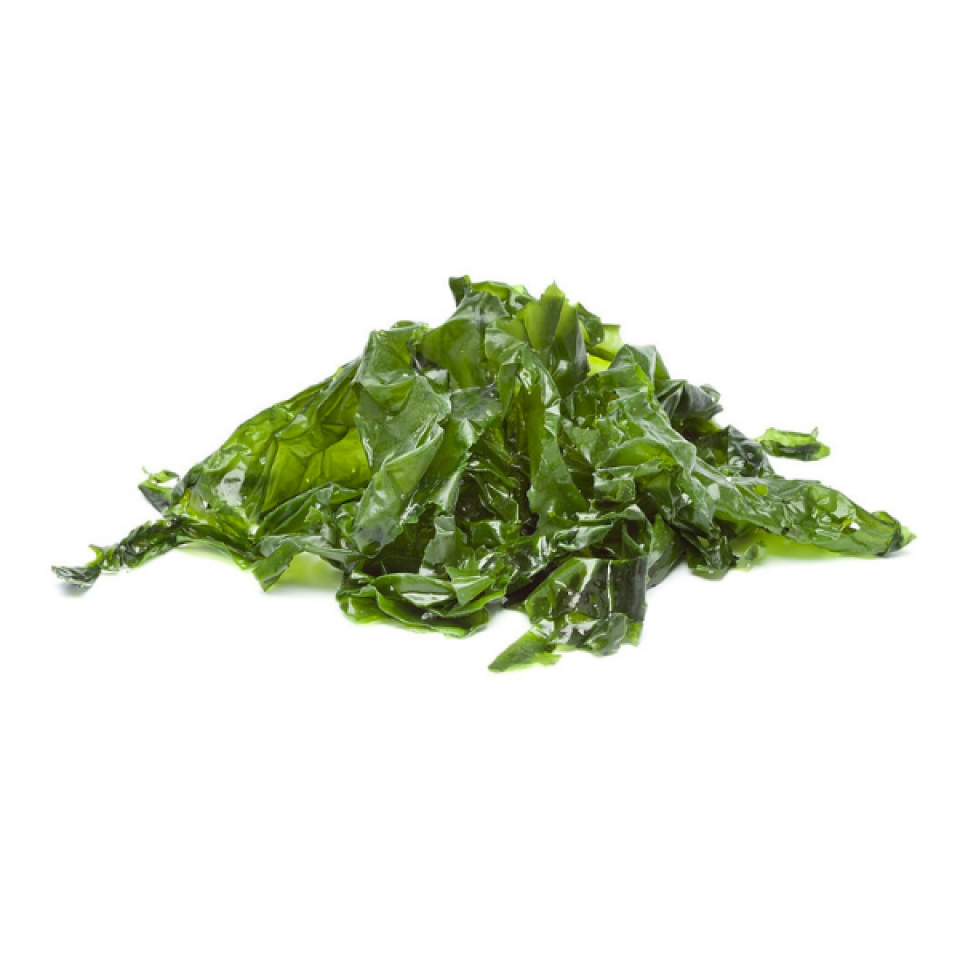 Alghe lattuga di mare della Bretagna