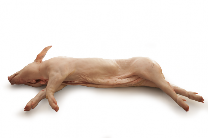 Maialino da latte intero fresco