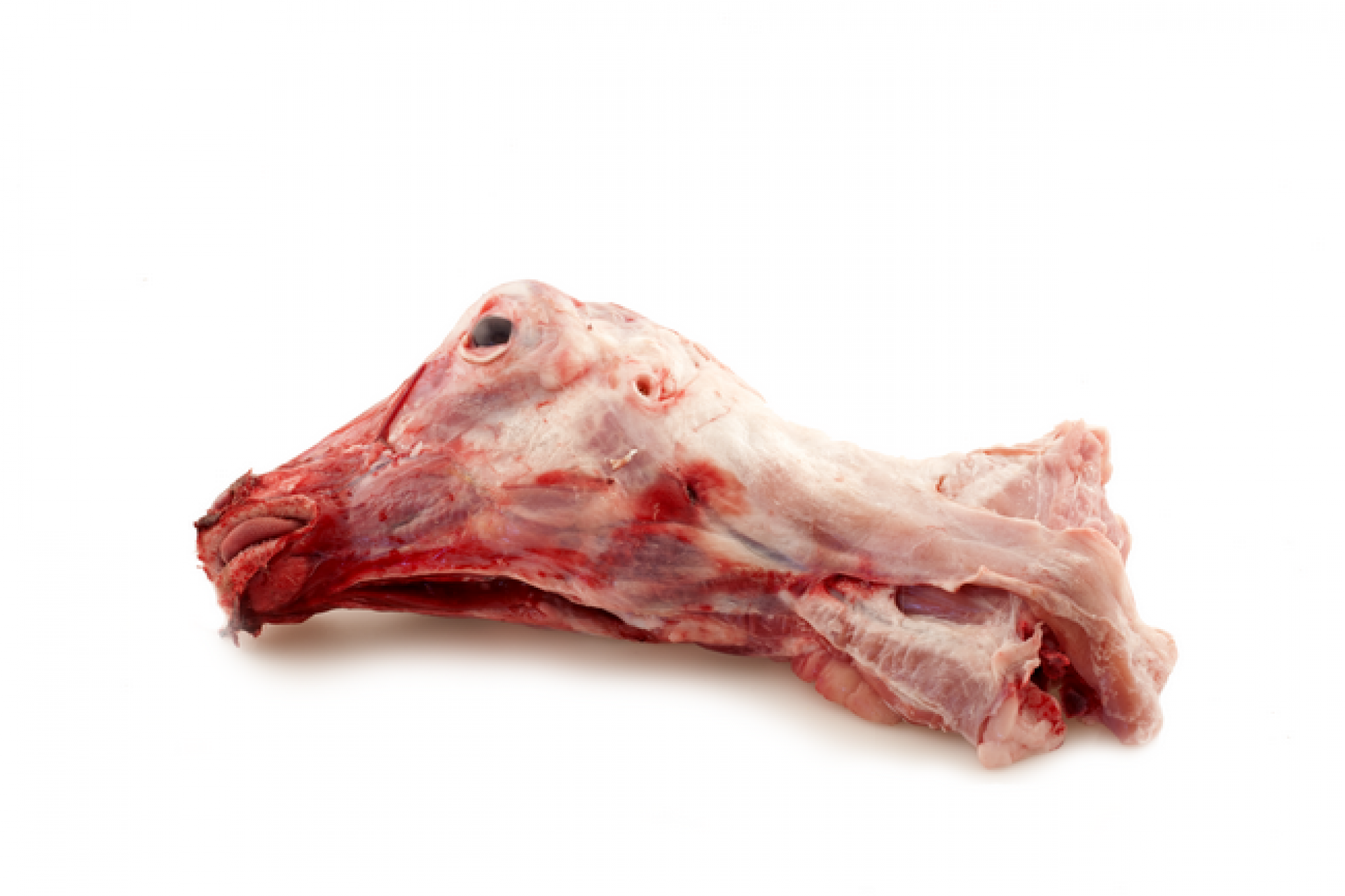 Testa di agnello laziale