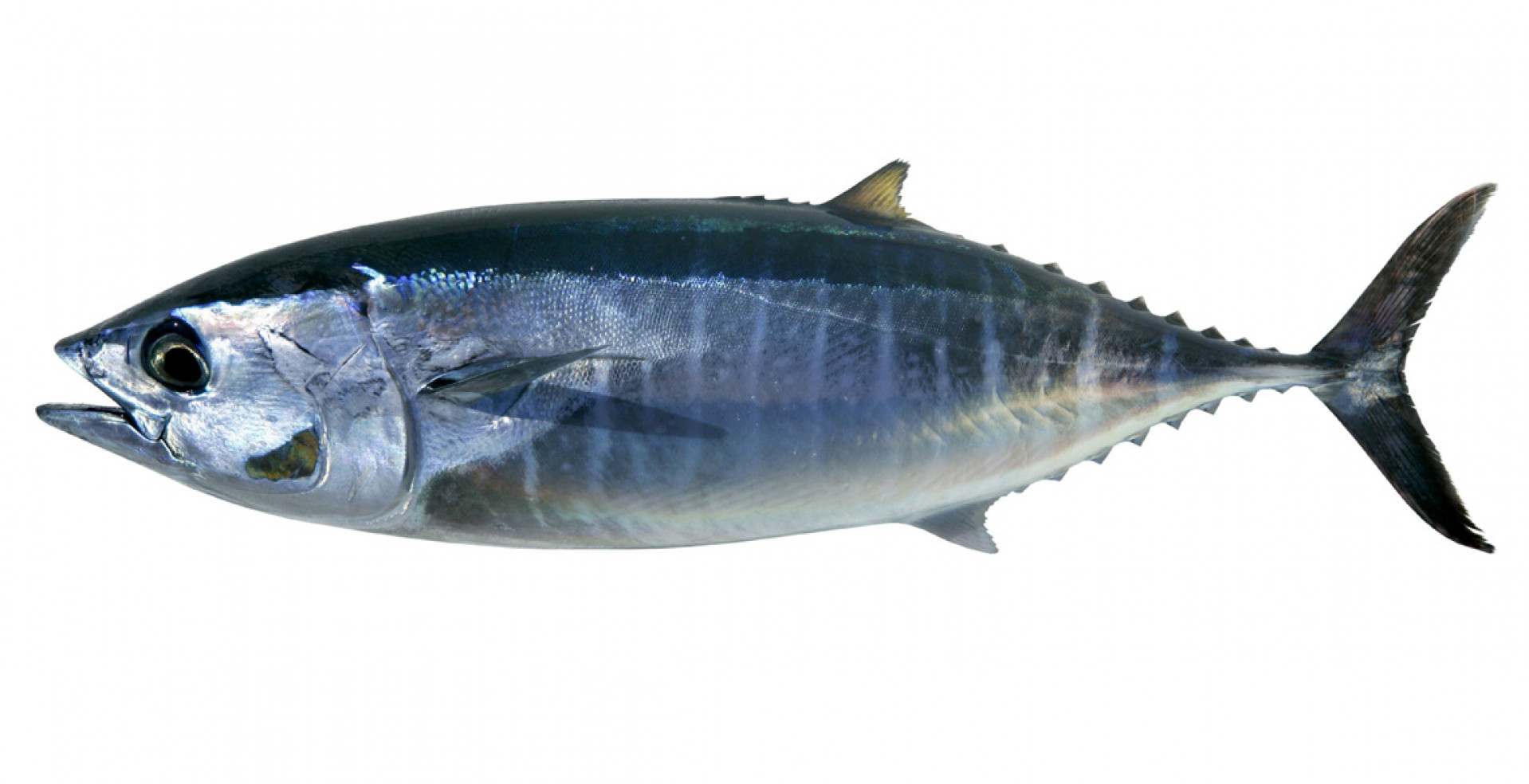 Tonno rosso eviscerato