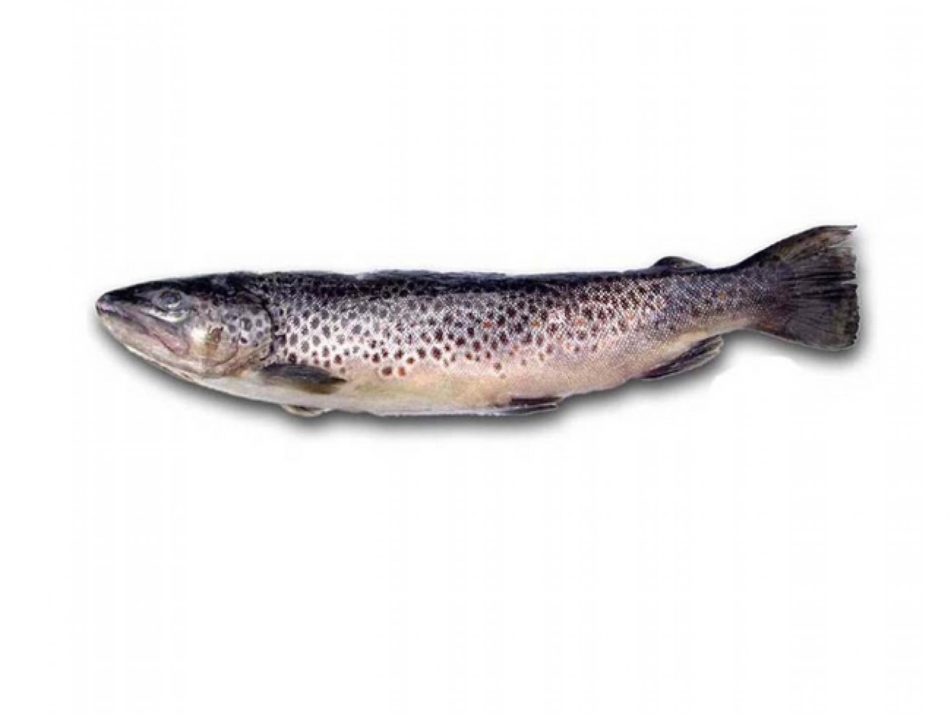 Trota fresca salmonata Ocorhynchus Mykis
