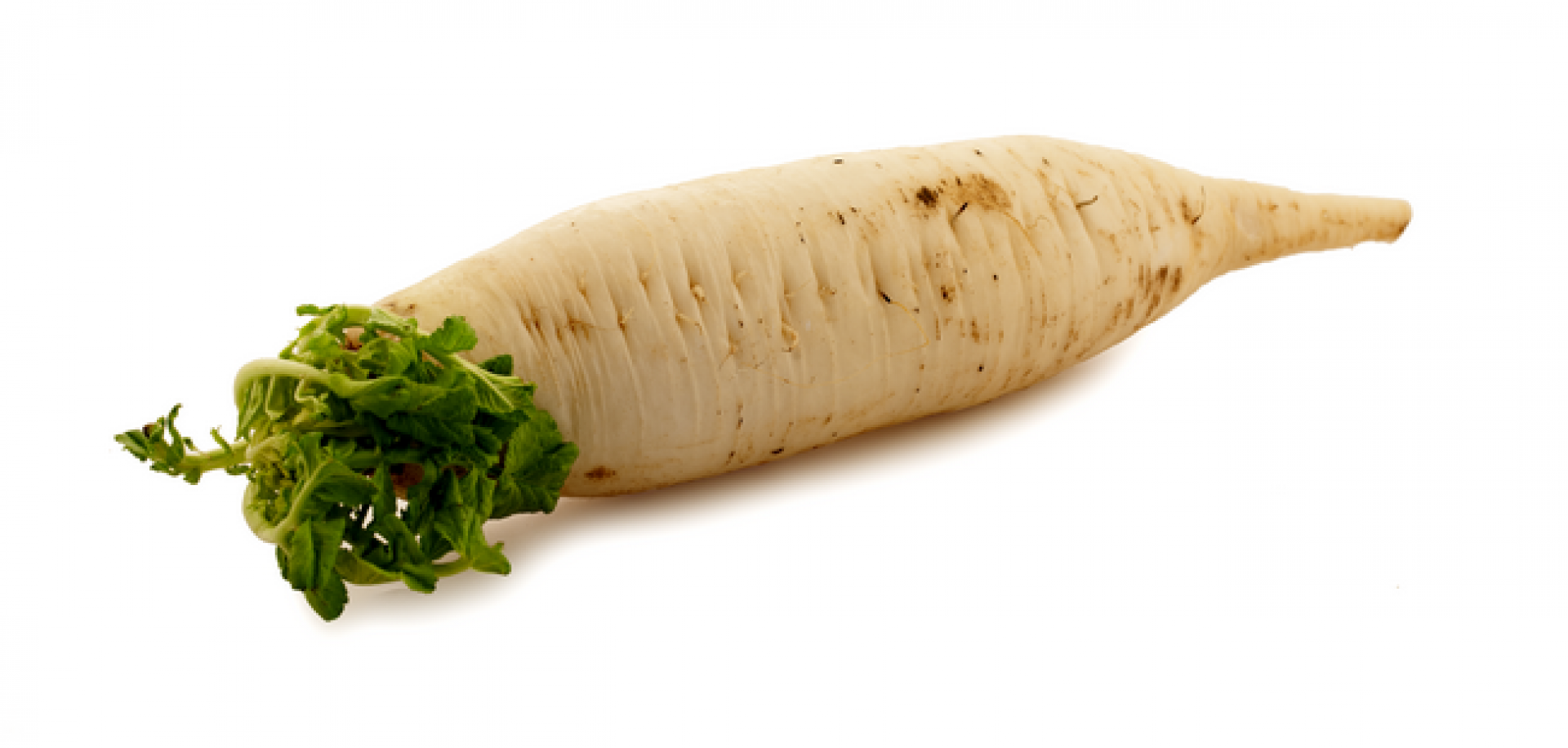 Daikon ct