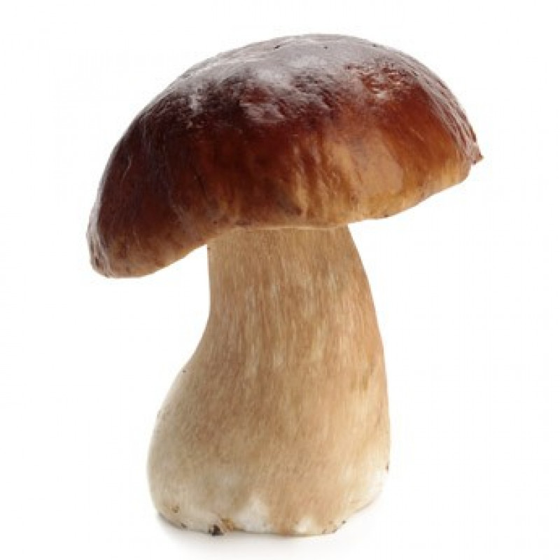 Funghi porcini italiani (BOLETUS EDULIS BULL) I CAT