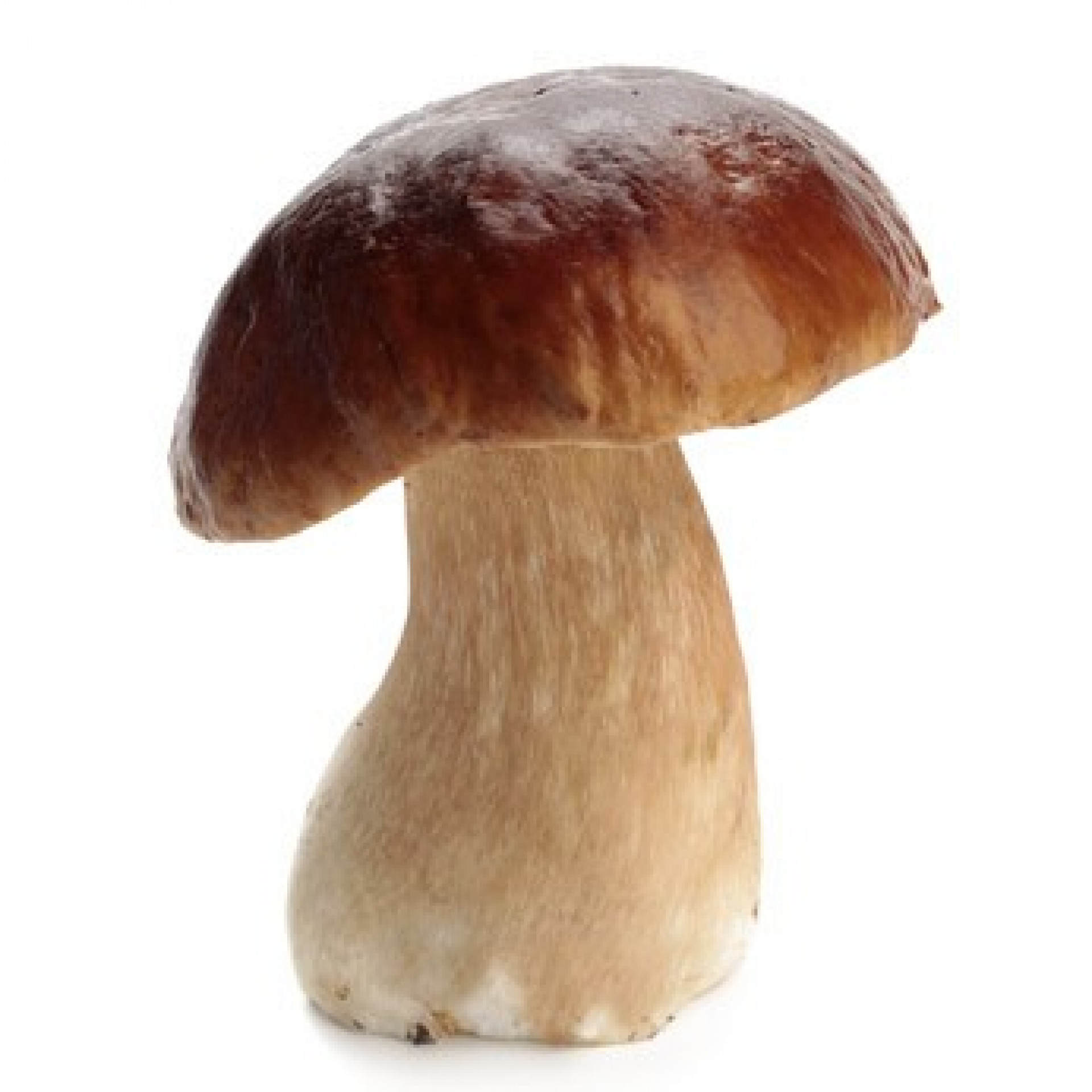 Funghi porcini italiani (BOLETUS EDULIS BULL) I CAT