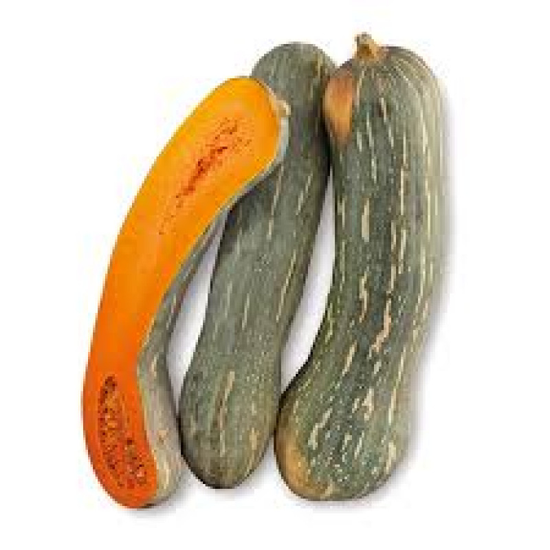 Zucca Napoletana Lunga "Vecchia Piscina"