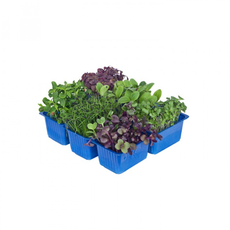 Mini mix HQF 12 (1 CORIANDOLO 1 NASTURZIO 1 AMARANTO 1 CRESCIONE), 4 pz