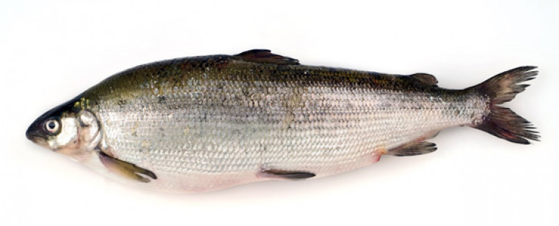 COREGONE FRESCO (PESCATO DEL LAGO DI BOLSENA) COREGONUS LAVARETUS