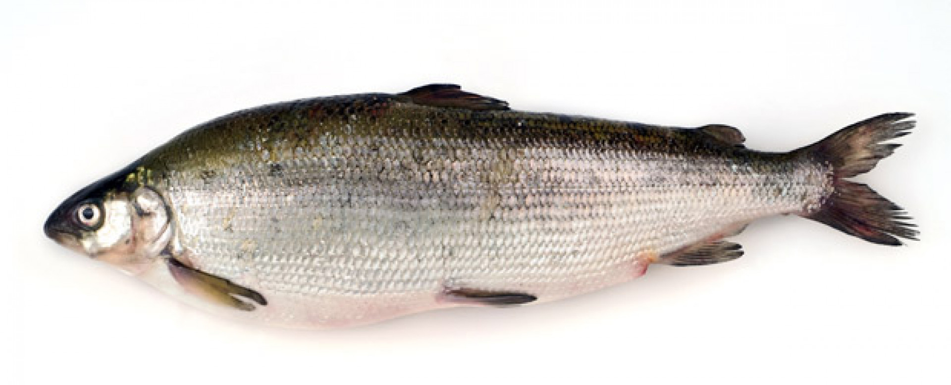 COREGONE FRESCO (PESCATO DEL LAGO DI BOLSENA) COREGONUS LAVARETUS