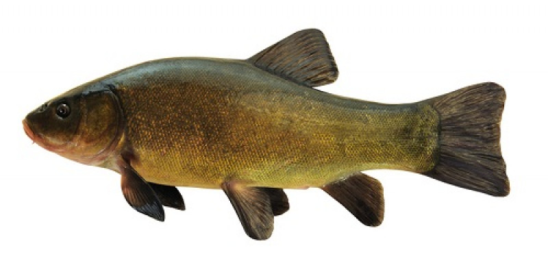 TINCA FRESCA (PESCATO DEL LAGO DI BOLSENA) TINCA-TINCA