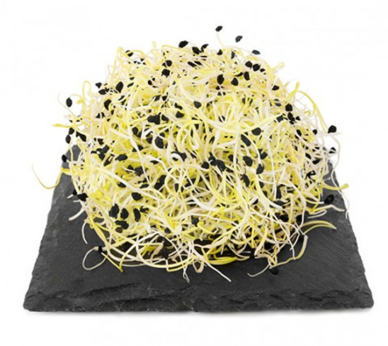 Crema di germogli di porro