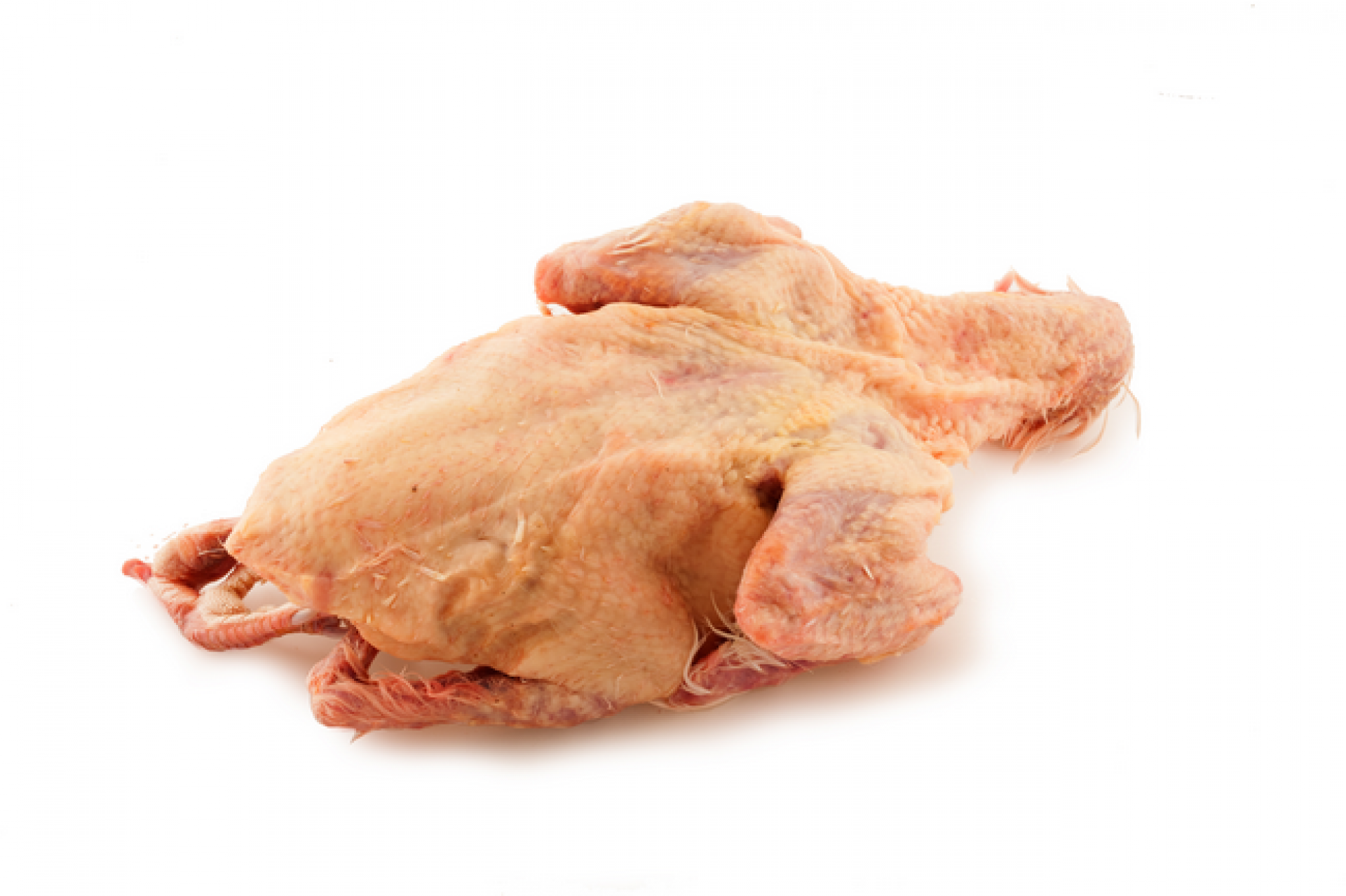 Piccione nostrano selezione HQF