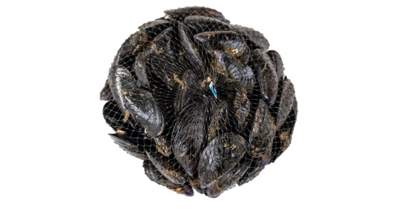 COZZE DEL LAGO DI PAOLA MYTILUS GALLOPROVINCIALIS