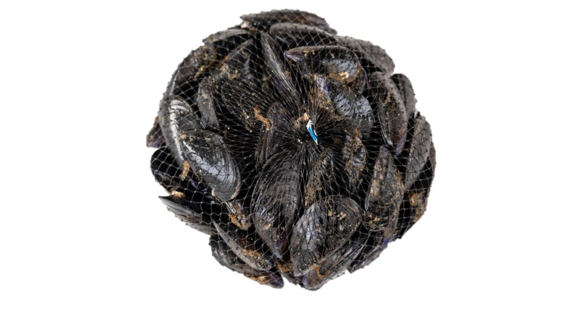 COZZE DEL LAGO DI PAOLA MYTILUS GALLOPROVINCIALIS